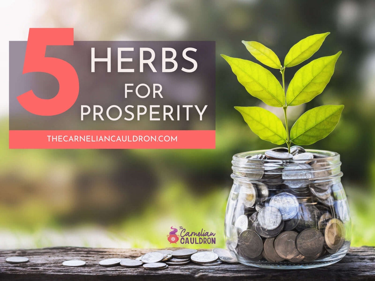 5 Herbs for Prosperity from The Carnelian Cauldron