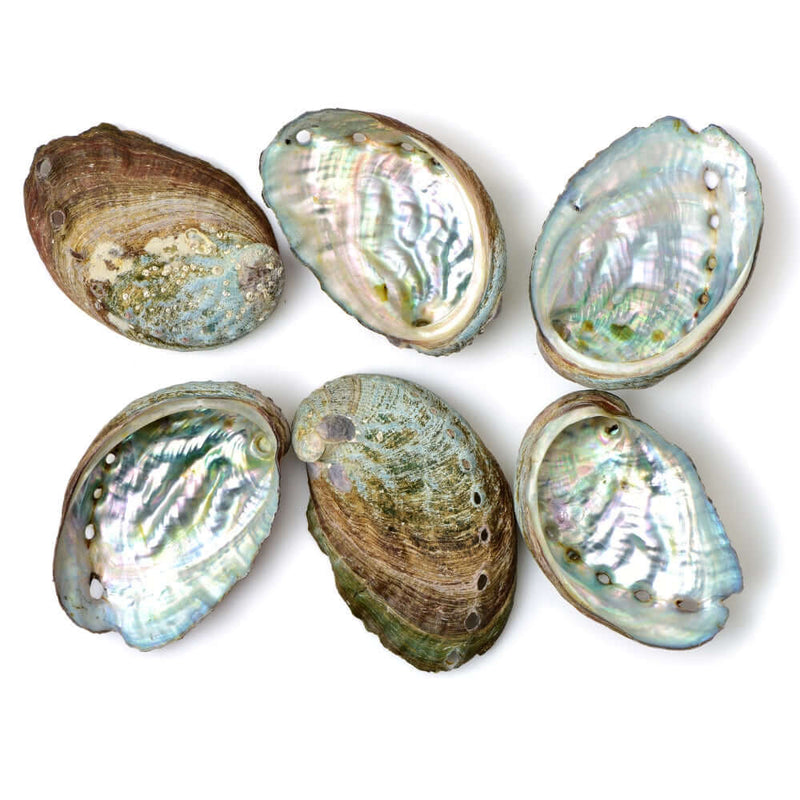 Abalone Shell 4 Sizes Available Incense Holders  