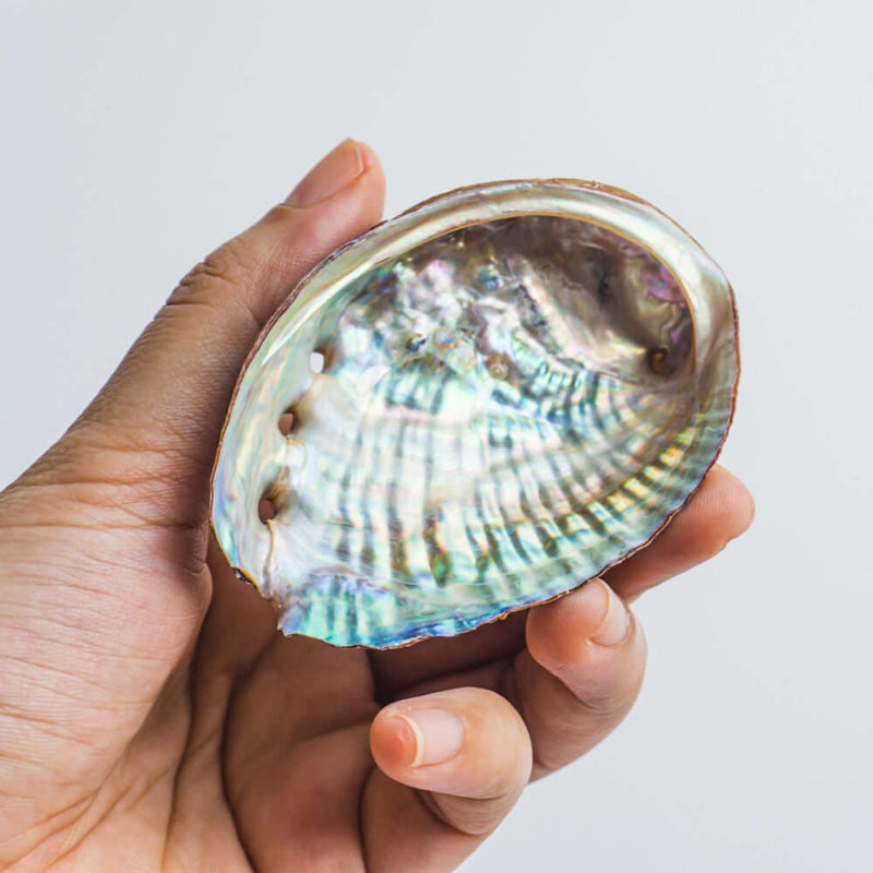 Abalone Shell 4 Sizes Available Incense Holders 3-4 Inch Long 