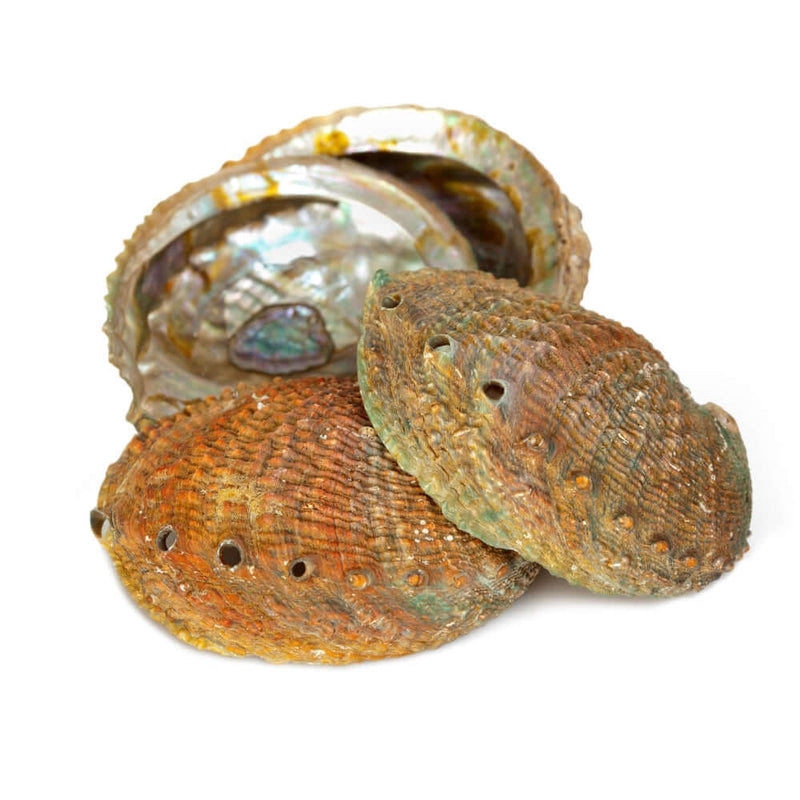 Abalone Shell 4 Sizes Available Incense Holders 4-5 Inch Long 