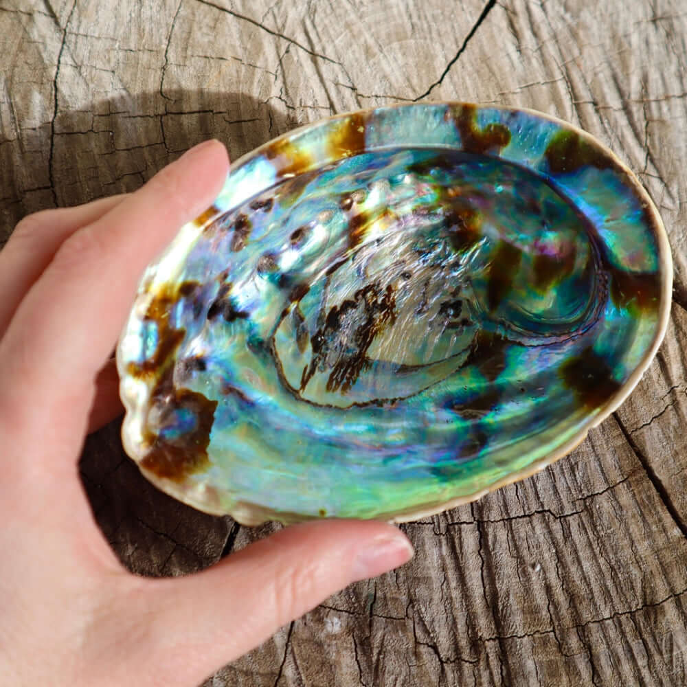 Abalone Shell 4 Sizes Available Incense Holders 5-6 Inch Long 