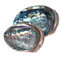 Abalone Shell 4 Sizes Available Incense Holders  