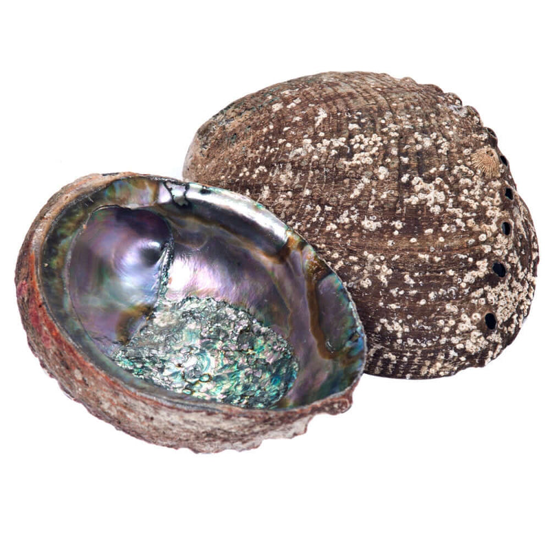 Abalone Shell 4 Sizes Available Incense Holders 7-8 Inch Long 