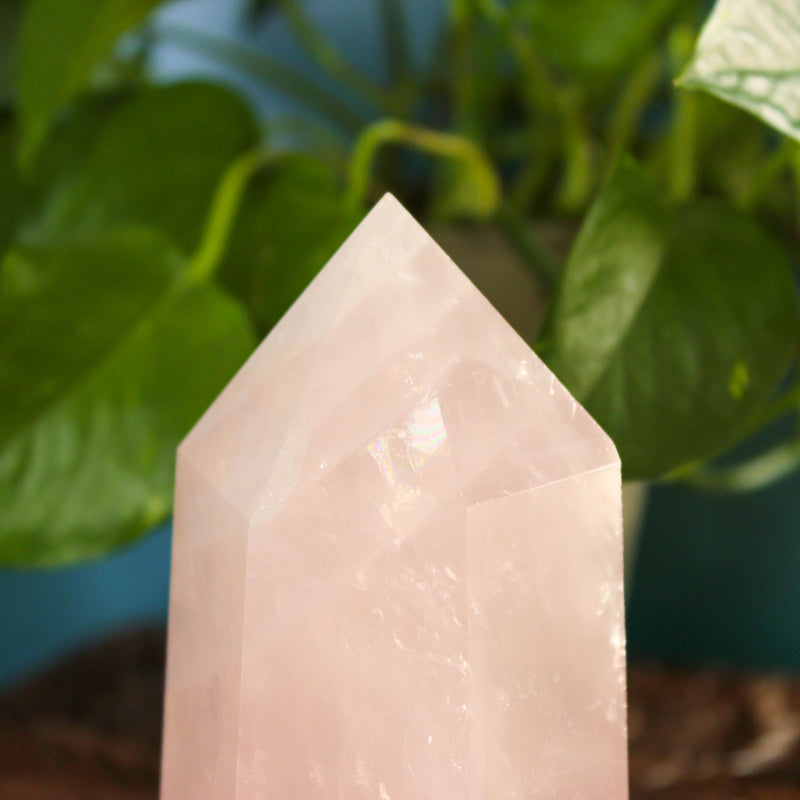Rose Quartz Crystal Point - Large 9 inches tall Crystal Points  